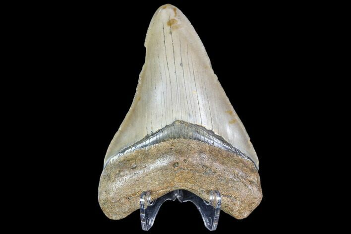 Fossil Megalodon Tooth - North Carolina #104997